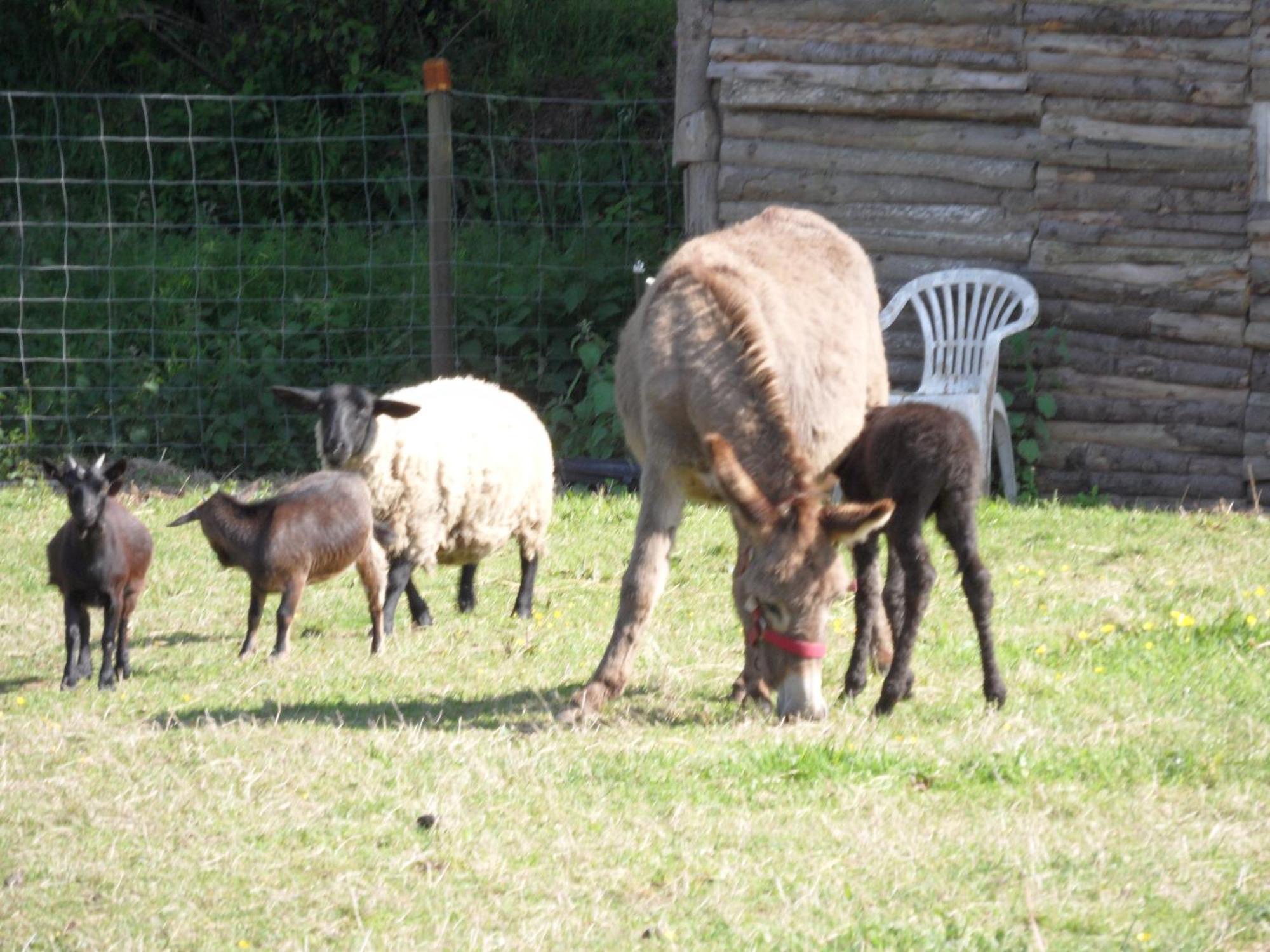 Les Pieds Dans L'Herbe Bed and Breakfast Rosporden Εξωτερικό φωτογραφία