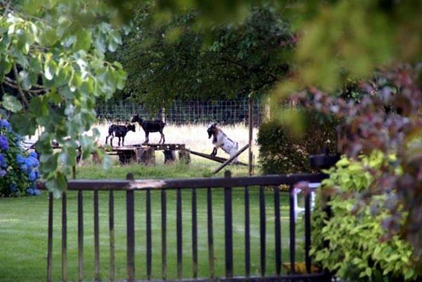 Les Pieds Dans L'Herbe Bed and Breakfast Rosporden Εξωτερικό φωτογραφία